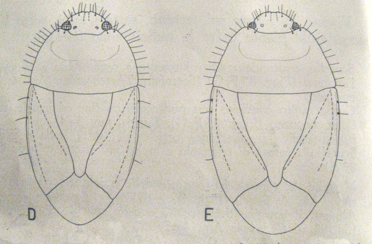 Cydnidae:  Macroscytus brunneus